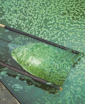 Integrated Algal Systems The production of microalgae such as Chlorella is a tried and tested oxidation method for the treatment of effluent from both large and small scale biogas digesters.