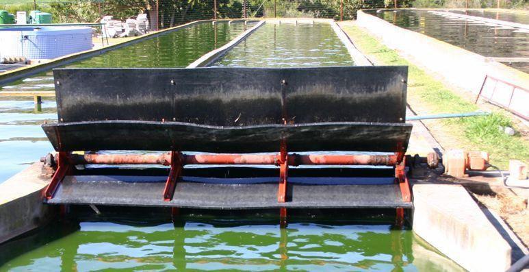 Algal Pond Design Different design methodologies exist linked to factors such as influent flow volumes, BOD, turbidity, nitrogen content, volatile solids