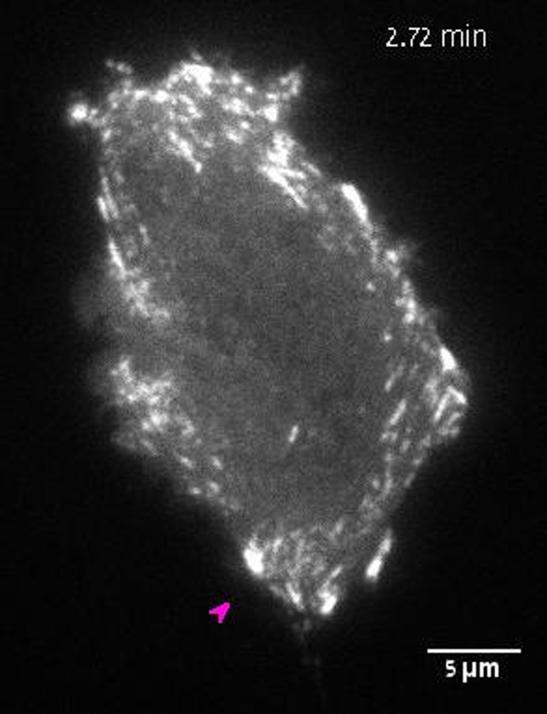 Videos S2 Dynamics of paxillin/egfp-labeled adhesions during spreading of CHO-K1 cells on highly crosslinked aecm substrate (aecm1:2).