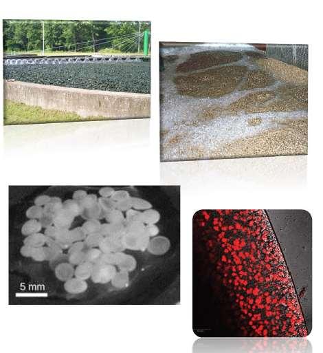 Biomass Immobilization Biofilms Attached Growth Current form