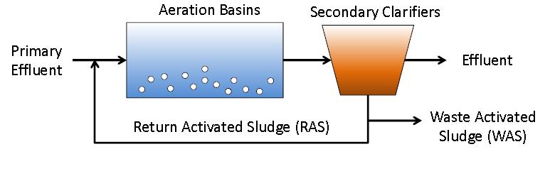 Activated Sludge - Principles Retention of solids in aeration basin (RAS) Excess