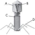 Name Class Date 12 DNA Practice Test Multiple Choice Write the letter that best answers the question or completes the statement on the line provided. 1. What do bacteriophages infect? a. mice. c. viruses.
