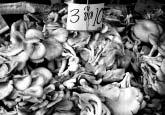 The choice is up to growers. Figure 24.25. Oyster mushroom in cold storage and in the market Figure 26.