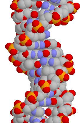 Other Differences RNA contains the base uracil (U) DNA has