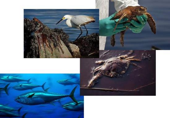 Identify the species and habitats most sensitive to oil.