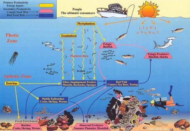 Social and industrial values of the marine environment are based
