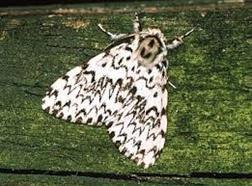 moth Lymantria monacha- the nun moth Dendrolimus pini the pine tree