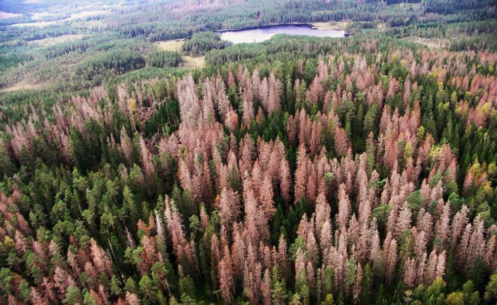 Climate warming and bark beetles Shorter development time
