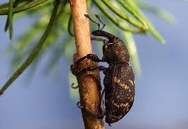 Climate warming and the pine weevil Shorter development time and generation time Longer growing seasons increased