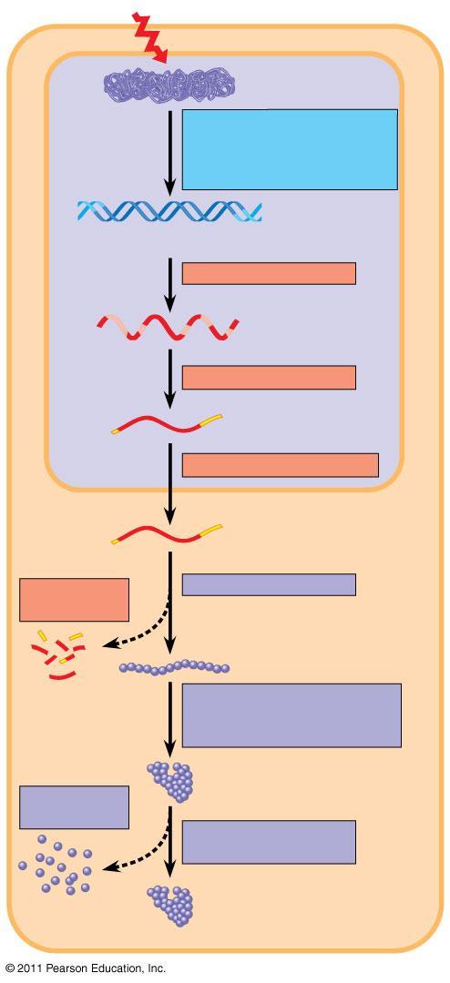 Signal Cap DNA RNA Degradation of mrna Degradation of protein Gene NUCLEUS Chromatin Chromatin modification: DNA unpacking involving histone acetylation and DNA demethylation Exon Intron Gene