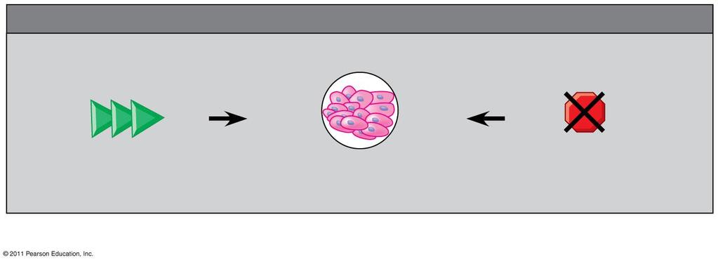 Cancer Requires Multiple Mutations The multi-step or multi-hit hypothesis.