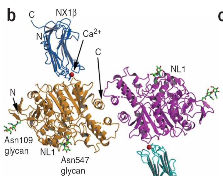 Axis 3: Synapse differentiation via neurexin/neuroligin adhesion CASK Vesicle Neurexin-1 Binding