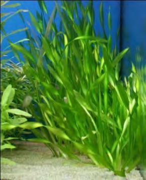 25 Freshwater Inflow Bioindicators Vallisneria americana (Wild Celery) Commonly studied as a bioindicator in other bays Continuing