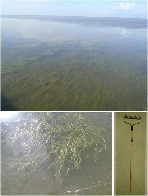 26 Freshwater Inflow Bioindicators Ruppia maritima (widgeongrass, ditch-grass or tassel pondweed)