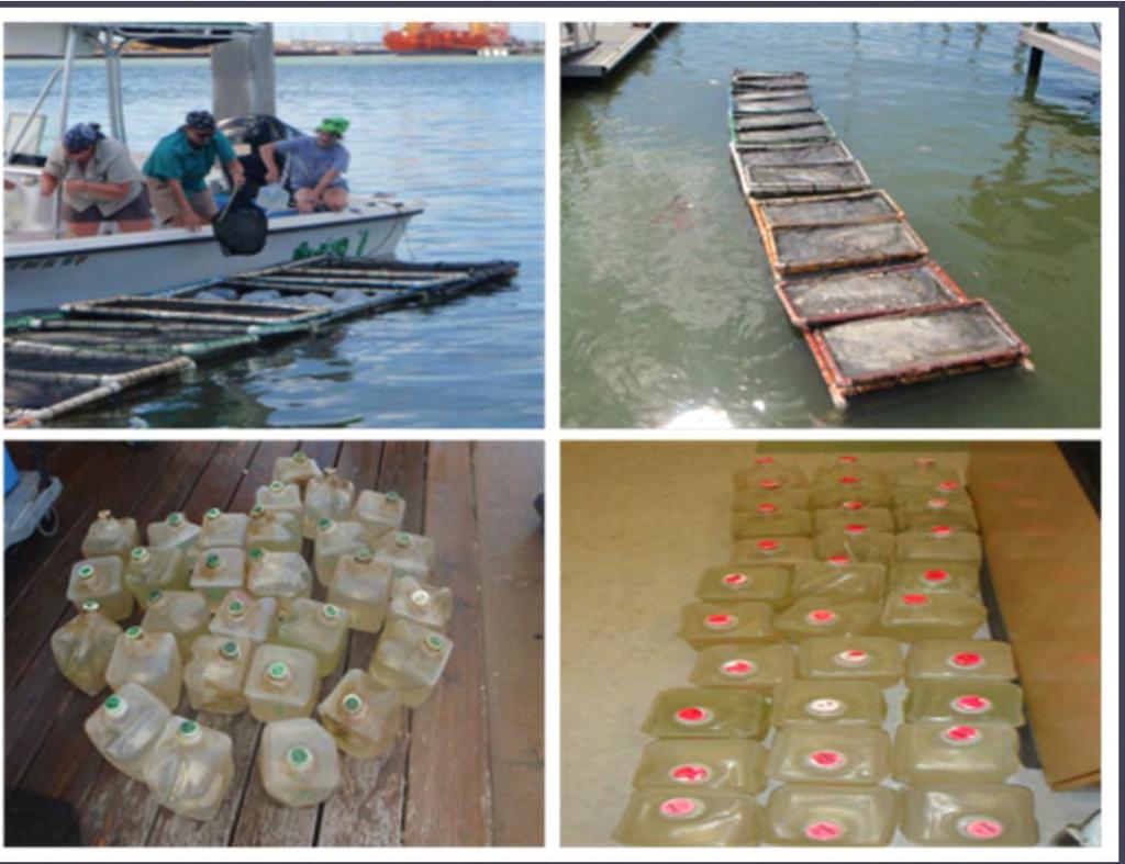 7 Nutrient and sediment loading Assessment of phytoplankton response to nutrient loading through resource limitation assays in concert with assessment of water quality Treat seawater with nutrient