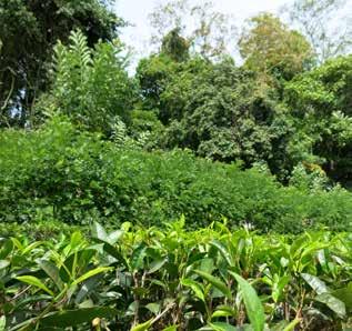 The SAN Standard A centerpiece of the SAN/Rainforest Alliance certification system is the SAN Sustainable Agriculture Standard (referred to throughout this report simply as the SAN Standard 1 ),