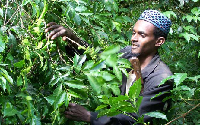A farmer inspects his coffee plants on a farm in Jimma Zone, Ethiopia. Africa currently leads the tropical regions in certified land area, certified production area, and number of certified farms.