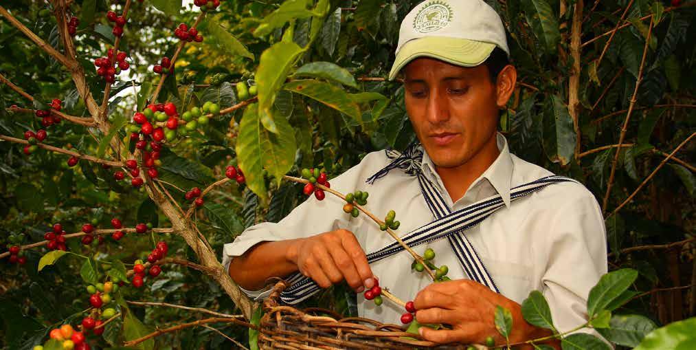 Smallholders in the SAN/Rainforest Alliance Certification System In its early days, the SAN/Rainforest Alliance certification system involved mainly medium-sized and larger farm operations, whose