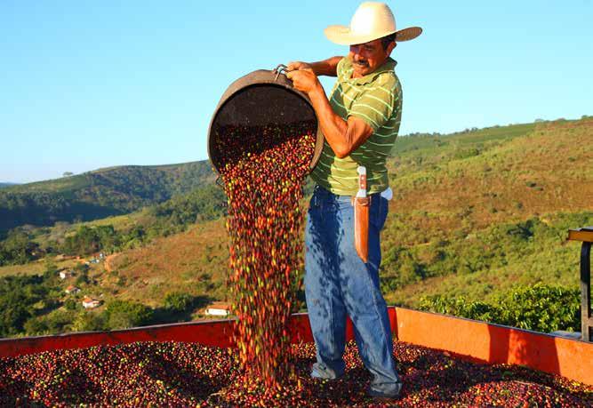 Crop Spotlight: Coffee Coffee is one of the world s most traded commodities, with a special importance for the rural economies of many developing countries in Latin America, Asia and Africa.