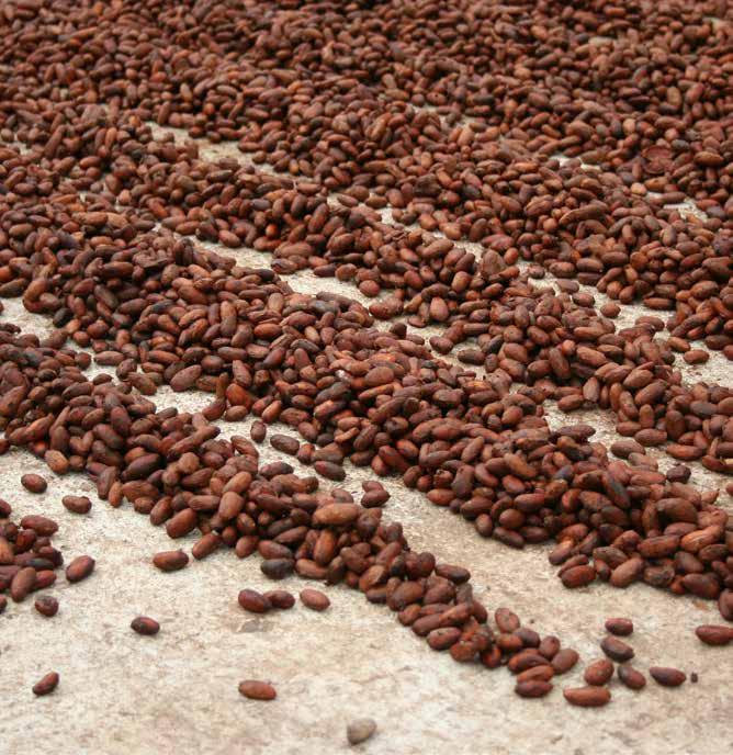 Crop Spotlight: Cocoa The world s chocolate and cocoa supply originates from roughly three million cocoa farms, the vast majority of them operated by smallholders (family farmers cultivating no more
