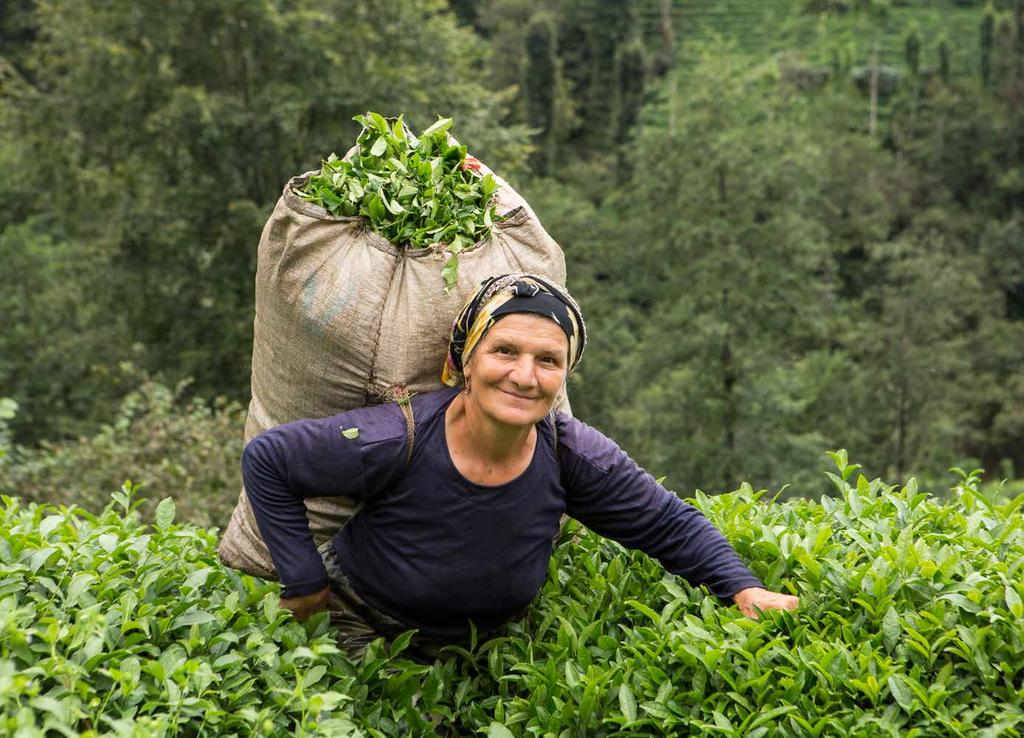 SAN/Rainforest Alliance Results: From their initial audit onwards, certified East African tea farms complied with criteria to conserve natural ecosystems and nearby protected areas, and avoid any