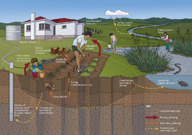 The different pathways by which humans can be exposed to contaminants in soil are illustrated in Figure 1.