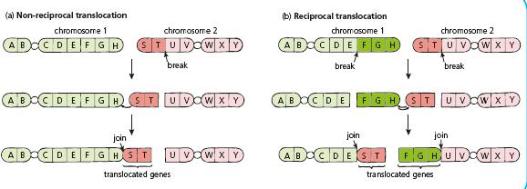I can describe causes and effects of chromosome mutations Translocation Rearrangement of chromosomal