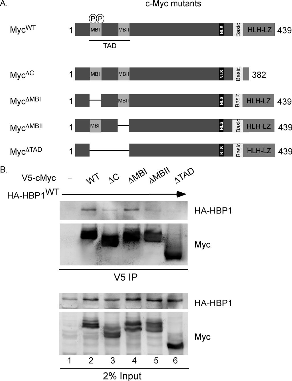 FIGURE 4. Multiple c-myc domains are required for binding to HBP1. A, a schematic of full-length c-myc and c-myc deletion mutants is shown. c-myc functional domains are indicated.