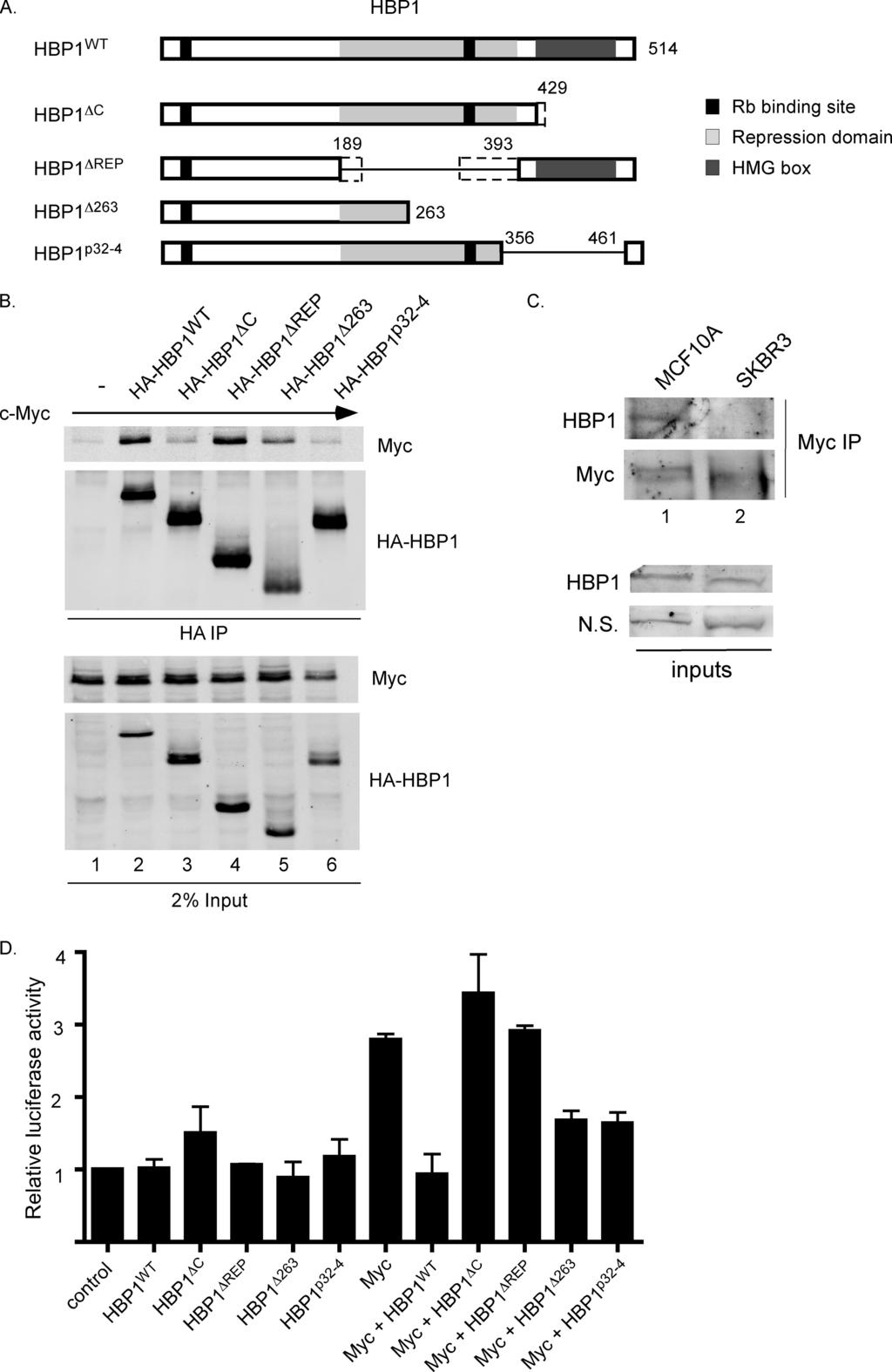 FIGURE 5. c-myc shows reduced binding to and/or altered activity in the presence of some HBP1 mutants. A, shown are schematics of HBP1 and HBP1 deletion mutants used in co-immunoprecipitations.