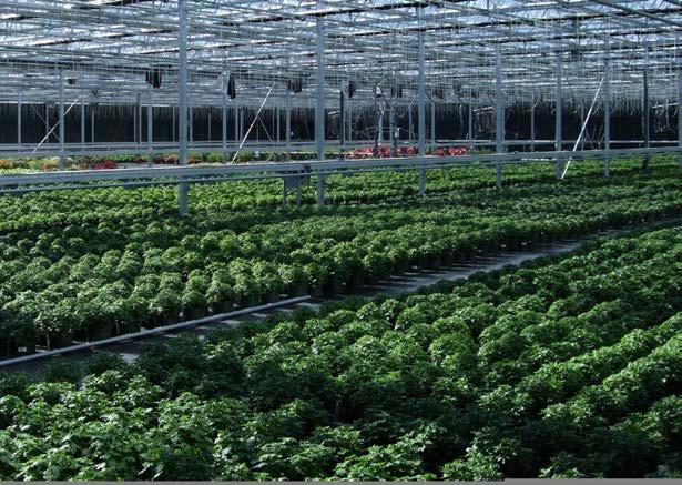 About Argus Argus provides advanced control systems that are customized to each grower s requirements and adaptable to their changing needs, enabling them to operate their facilities exactly the way