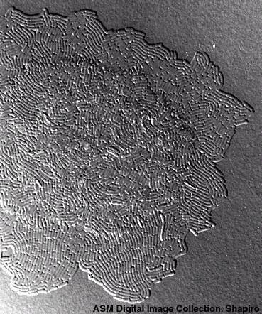 coupled with its potential of easy integrity validation. Pathogens Rotavirus [bar = 100 nm) F.P. Williams, U.S. EPA Cryptospridium and Giardia [bar = 10 µm] H.D.