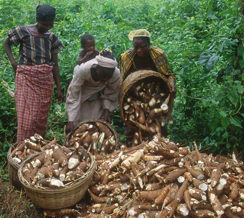 Do re o The Potential of Cassava in Nigeria Nigeria is the world s largest producer with 38 million MT in 2010; up to 45 million MT was