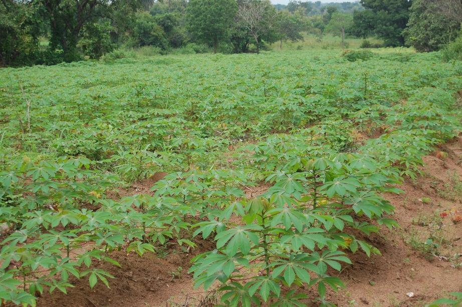 Do re o The Cassava Action Plan Linking Demand to Supply - Outgrower farmer networks linked to existing and new processing plants - Improved supply chain management for large HQCF,