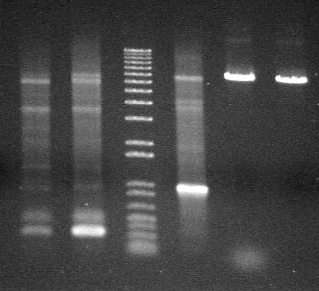Synthesis of 5 and 3 fragments PCR cycles 94 C, 4 min 94 C, 30 sec 30 cycles 60 or 52 C, 1 min 72 C, 1 min 72 C, 10 min * Annealing temperature: 52 C for 5 fragment; 60 C for 3 fragment.