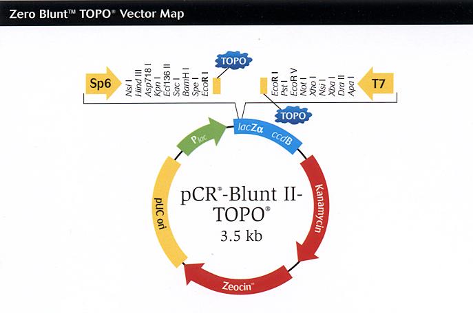 To clone blunt-ended PCR fragments amplified with Platinum Pfx, which can amplify genomic templates for up to 12 kb and plasmid template up to 20 kb. See www.invitrogen.