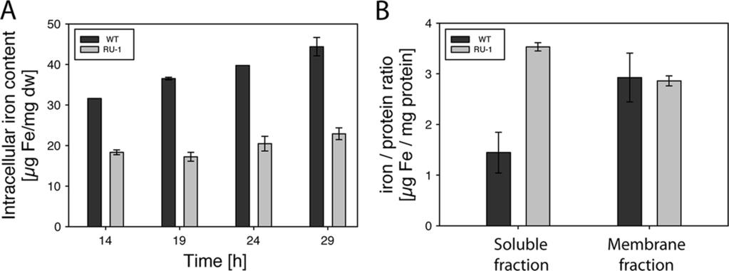 4200 UEBE ET AL. J. BACTERIOL. FIG. 5. (A) Time courses of total intracellular iron content of the WT and RU-1 during growth in FSM under microaerobic conditions.