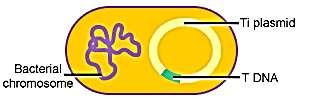 7. If a scientist wants to use the genetic engineering capabilities of these bacteria to carry the genes for the enzymes to make pro-vitamin A into a plant cell nucleus, where should she insert the
