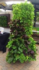 Vertical Farming Edible Walls Services & Products: Farm-to-Fork In house service ideal for café and / or
