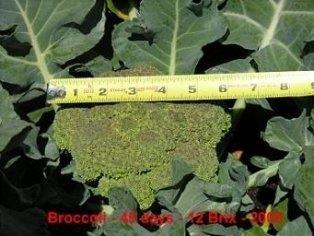 Vertical Farming Hydro vs Compost Brix