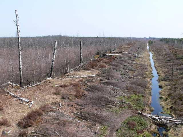 24000 ha ineffective forest