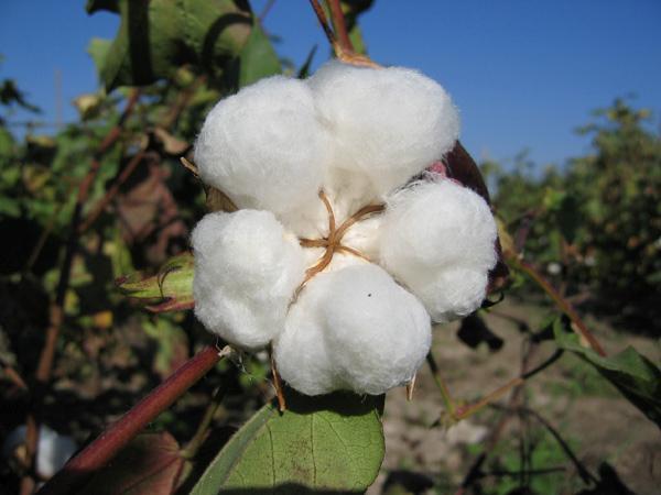 Cotton textile a product from nature Example Natural