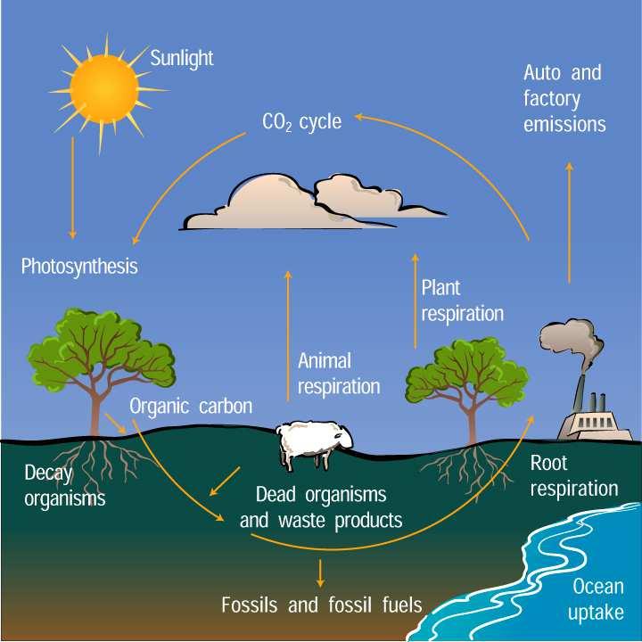 Carbon dioxide is a greenhouse gas and traps heat in the atmosphere. Without it and other greenhouse gases, Earth would be a frozen world.