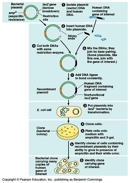 The process of cloning a human gene in a