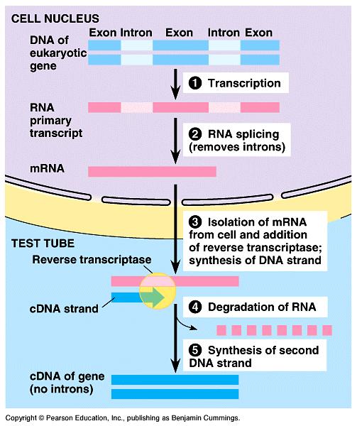 Complementary DNA is DNA made in vitro using mrna as a