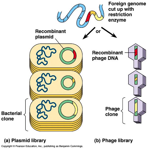In addition to plasmids, certain bacteriophages are also common cloning vectors for making libraries.