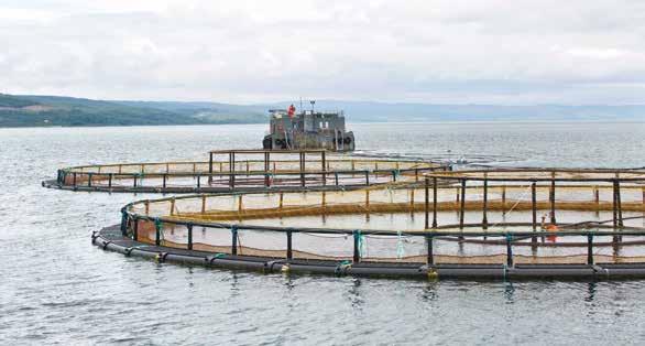 Scottish Salmon Producers Organisation