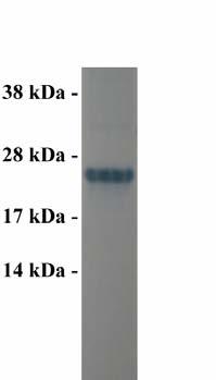 Example of Results The following figure demonstrates typical results seen with Cell Biolabs Ral Activation