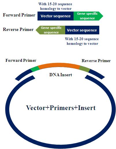 the entire primer. If the calculated Tm is too low, increase the length of the gene-specific portion of the primer until a Tm of between 58º 65º C is reached.