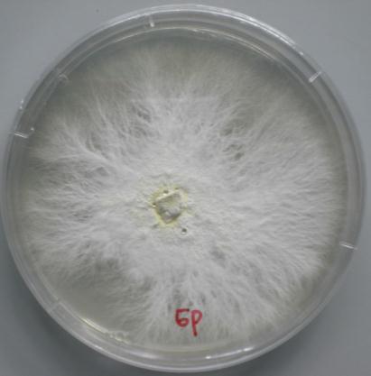 yellow but do have sufficient variation to recognize in culture. It must be emphasized that this is the morphology on malt extract agar and with culture incubated at 25 C.