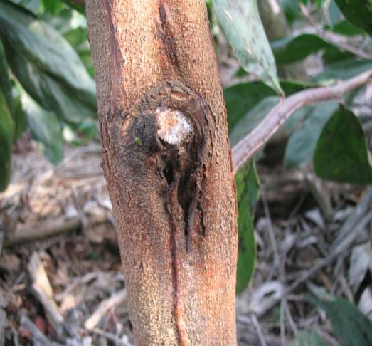 Results and Discussion Both careful and rough singling produced lesions on the singling wound within one month and numbers of infected trees increased over time (Table 2).